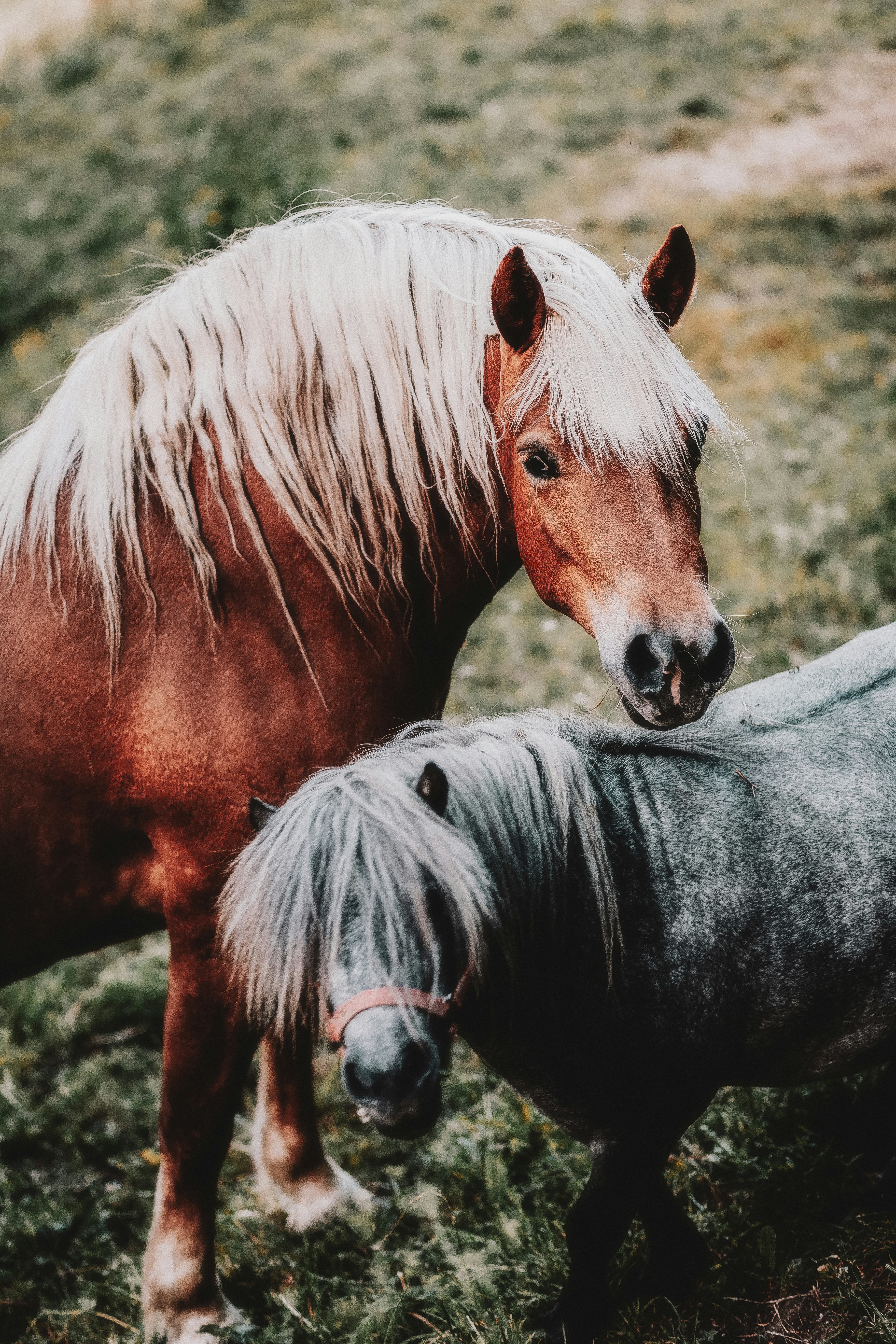 brown and gray horses together on grassland